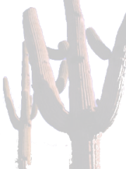 cactus.png