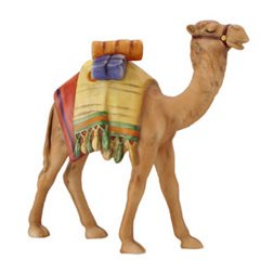 camel.jpg