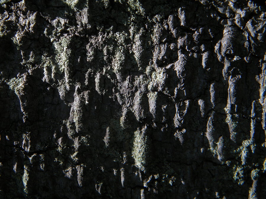 path_wall.jpg