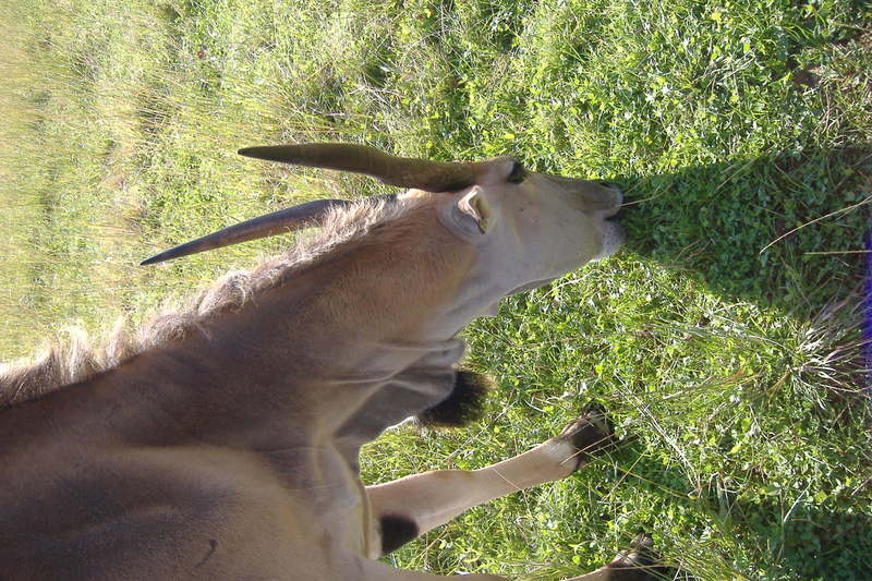 dscf2954.jpg