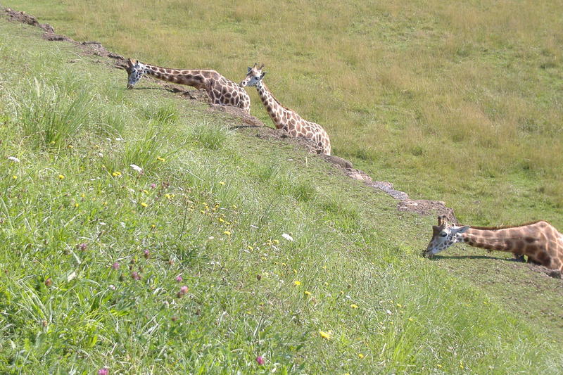 dscf2965.jpg