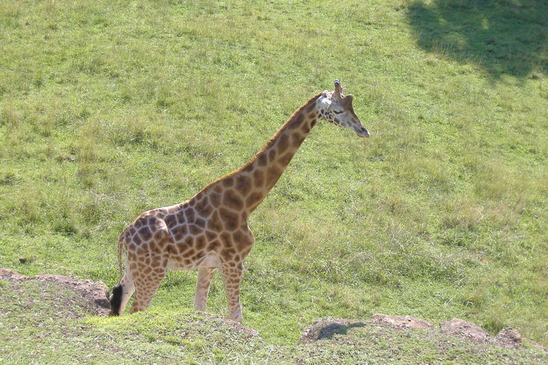 dscf2968.jpg