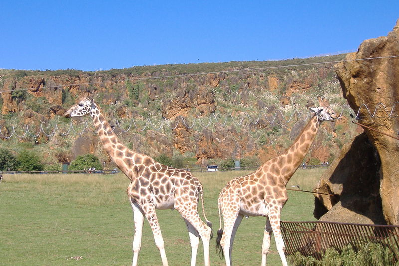 dscf2971.jpg
