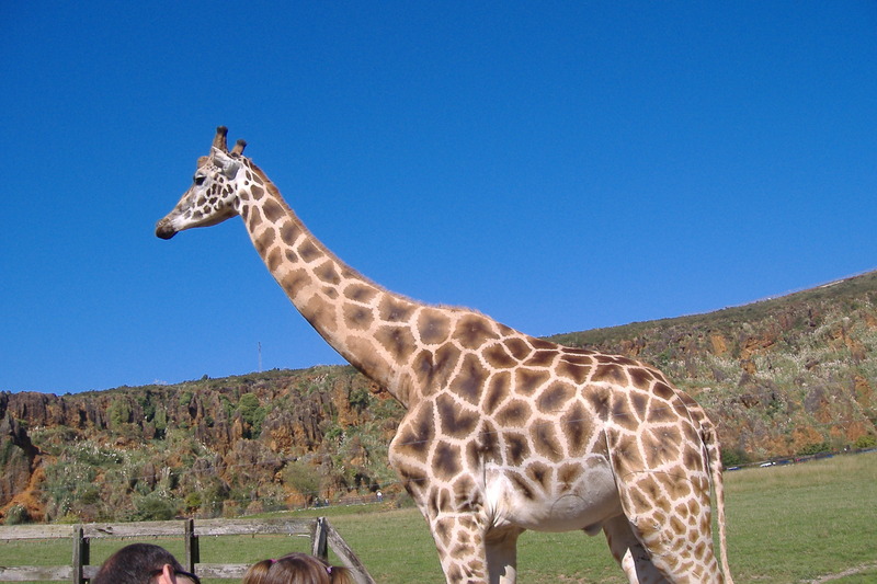 dscf2976.jpg