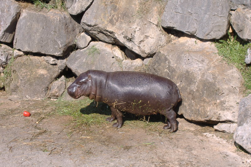 dscf2986.jpg