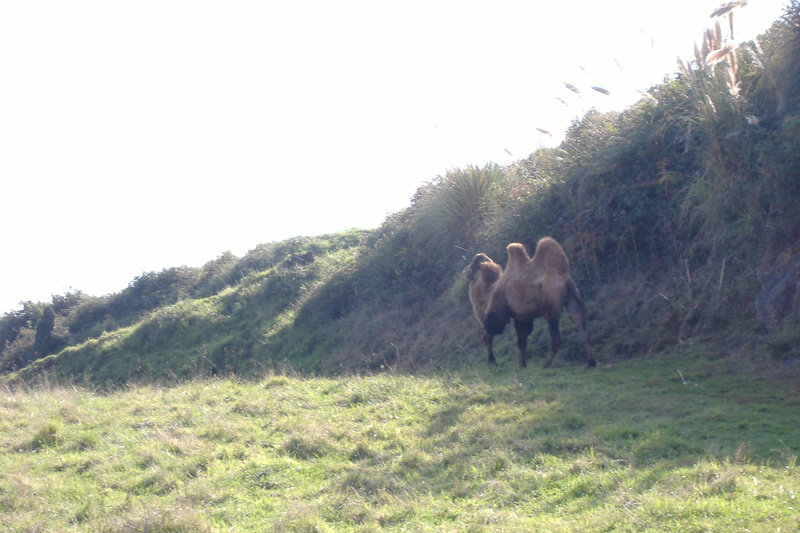 dscf3019.jpg
