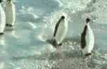 pingu.gif